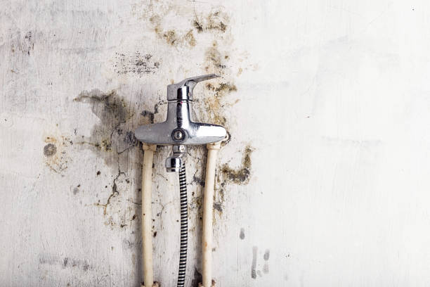 Best Home Mold Removal  in Matamoras, OH