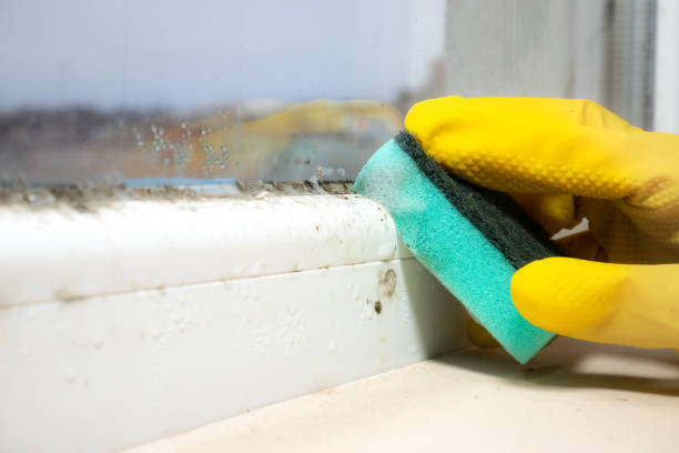 Crawl Space Mold Removal in Matamoras, OH