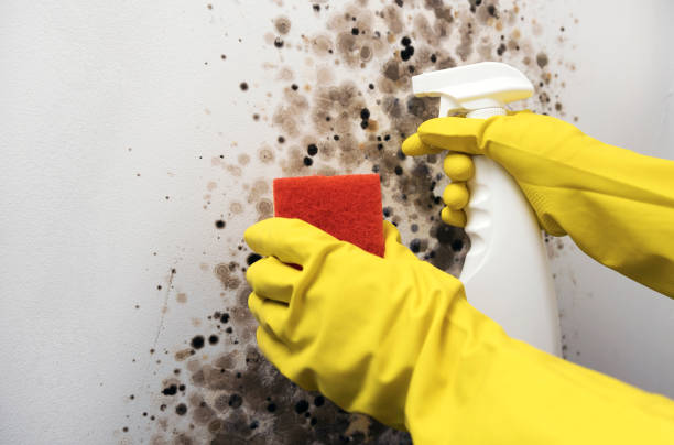 Best Certified Mold Removal  in Matamoras, OH